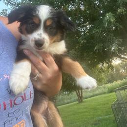 Pina - Black tri female Miniature Australian Shepherd puppy in Iowa from Holly's Miniature Australian Shepherds