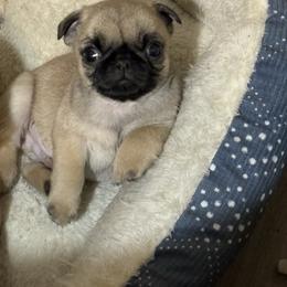 Yellow - Fawn male Pug puppy in Altoona, Pennsylvania from Ivyside Pugs