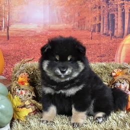 Link - Black and tan male Shiba Inu puppy in Newberry, Michigan from Day Dream Akita & Shiba Inu