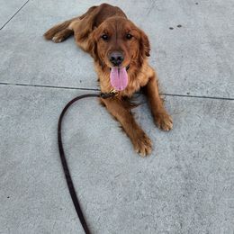 Winnie - Golden Retriever