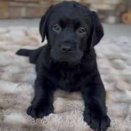 Girl 2 - Black female Labrador Retriever puppy in Chapel Hill, Tennessee from Pure Heaven Labs