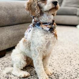 Kit - Cavapoo