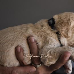 Goldendoodle Puppies from Wildflower Doodles
