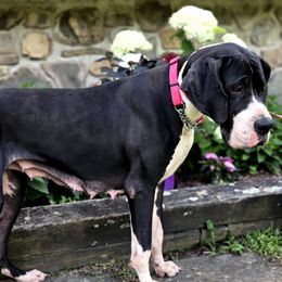 Jenna - Great Dane