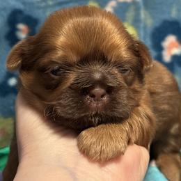 Bonzo - Liver male Shih Tzu puppy in Sharon, Pennsylvania from Keystone Danes and Shih tzus