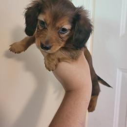 Companion Cross and Dachshund Puppies from Sweet Honey Bunn Hounds