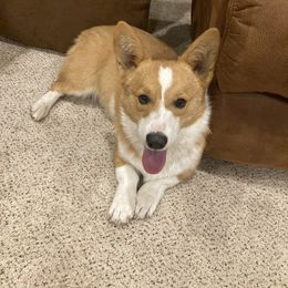 Mack - Pembroke Welsh Corgi puppy in Great Bend, Kansas from Mak-N-Hay Farms