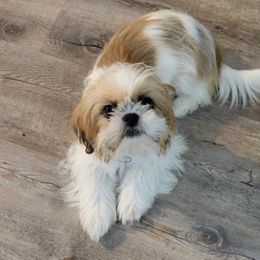 Honey - Shih Tzu