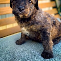 Bernedoodle and Siberian Husky Puppies from Timberline Paws