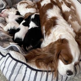 Cavalier King Charles Spaniels from Campbell’s Cavaliers