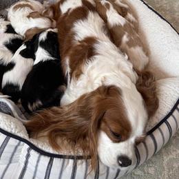 Cavalier King Charles Spaniels from Campbell’s Cavaliers