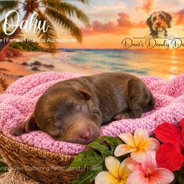Oahu - Red female Aussiedoodle puppy in Roebuck, South Carolina from Dani's Dandy Doodles