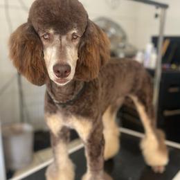 Teakwood - Phantom male Poodle puppy in Calimesa, California from Teakwood Poodles of SoCal