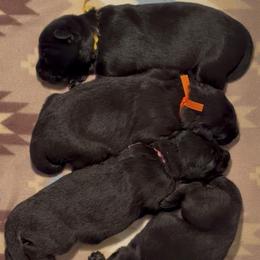 Girl 2 - Black and red female German Shepherd puppy in Valley Springs, South Dakota from Von Pasch German Shepherds