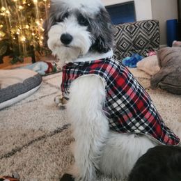 Cockapoo and Golden Mountain Doodle Puppies from Doodles of Joy