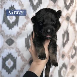 Gravy - Bi-color male German Shepherd puppy in New Cambria, Missouri from Des Hausraben Shepherds