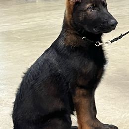 German Shepherd Puppies from vom Wenner Haus