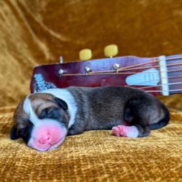 REBA - Sable female Pembroke Welsh Corgi puppy in Ritzville, Washington from Sapphire Iris Corgis