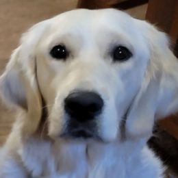 Reba - Golden Retriever