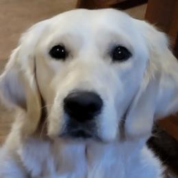 Reba - Golden Retriever