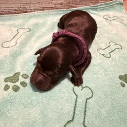 Lillie - Black female Labrador Retriever puppy in Carriere, Mississippi from Cajun Water Retrievers