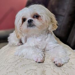 Peaches - Shih Tzu