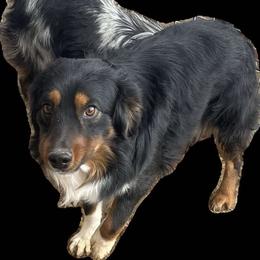 Knight - Miniature Australian Shepherd