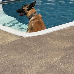 Belgian Malinois and German Shorthaired Pointer All Grown Up from Lapdog GSP