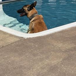 Belgian Malinois and German Shorthaired Pointer All Grown Up from Lapdog GSP