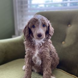 Poodle Puppies from Emerald Pines Standard Poodles
