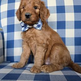 Pete - Red  male Goldendoodle puppy in Galt, Missouri from Only Doodles!