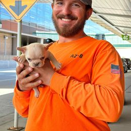 French Bulldog All Grown Up from Dama Hill Frenchies