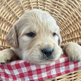 Miss Petunia - Golden female Golden Retriever puppy in Kuna, Idaho from Golden Kisses Golden Retrievers