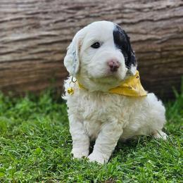 Yellow Collar Omega - White male Bernedoodle puppy in Bonham, Texas from Happy Valley Puppies