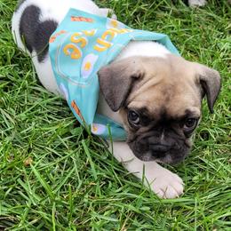 S'mores (Dark Green) - White and fawn male French Bulldog puppy in Montrose, Michigan from C.Lee Family Frenchies