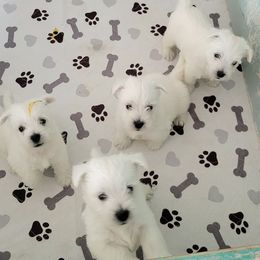 West Highland White Terrier puppies from kennel ASTRAGUS