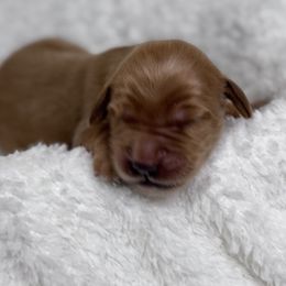 Doc - Dark golden Golden Retriever puppy in Angier, North Carolina from Howard's Retrievers