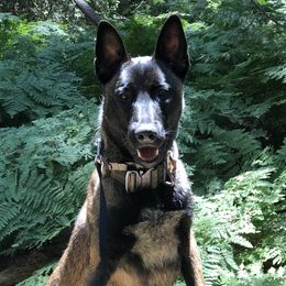 RELLIK - Belgian Malinois