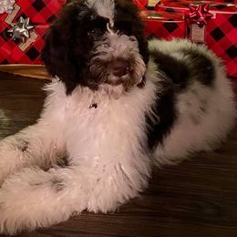 Aussiedoodle, Double Doodle, Goldendoodle, and Poodle All Grown Up from Hope’s Doodles
