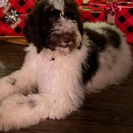 Aussiedoodle, Double Doodle, Goldendoodle, and Poodle All Grown Up from Hope’s Doodles