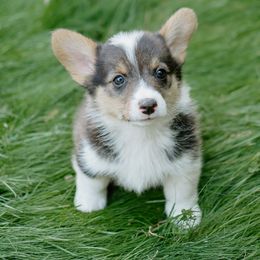 Fryer Tuck - Black and tan male Pembroke Welsh Corgi puppy in Oak City, Utah from Shells’ Corgis