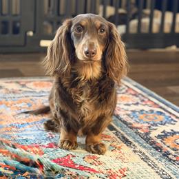 Penelope - Dachshund