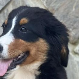 Bernedoodles, Bernese Mountain Dogs, Poodles, and Toy Australian Shepherds from Grove Farm