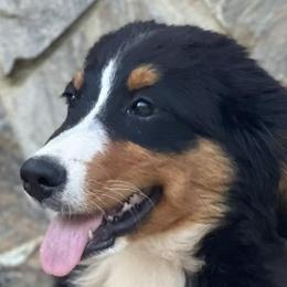 Bernedoodles, Bernese Mountain Dogs, Poodles, and Toy Australian Shepherds from Grove Farm