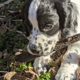 Working or hunting homes only - Black and white male English Cocker Spaniel puppy in Phillips, Nebraska from Fenloch Gundogs