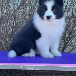 Border Collie Puppies from Coylety Border Collies