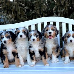 Assorted Doodle Crosses, Aussiedoodles, and Goldendoodles from Skyridge Doodles