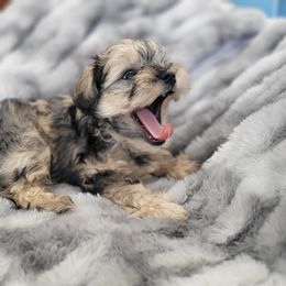 Miniature Schnauzer Puppies from Highland Schnauzer