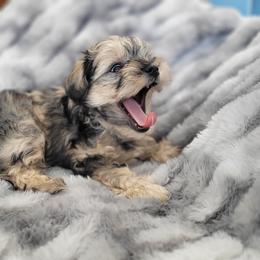 Miniature Schnauzer Puppies from Highland Schnauzer