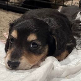 Xavier - Black and cream male Dachshund puppy in Visalia, California from DachGraston Dachshunds